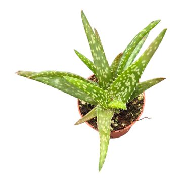 Aloe vera 'Mistral'