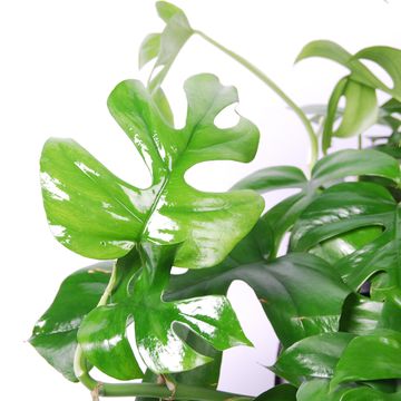 Rhaphidophora tetrasperma