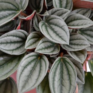 Peperomia caperata 'Napoli Nights'