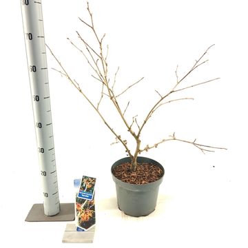 Hamamelis x intermedia 'Aphrodite'