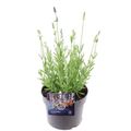 Lavandula angustifolia ARDECHE