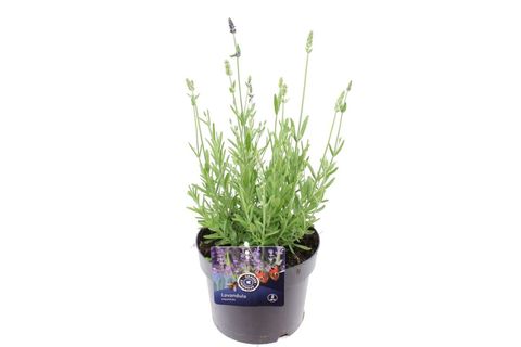 Lavandula angustifolia ARDECHE