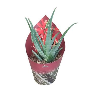Aloe arborescens