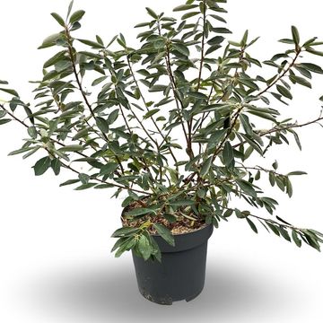 Exochorda racemosa 'Niagara'