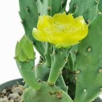 Opuntia humifusa