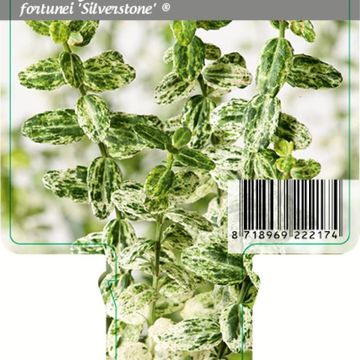 Euonymus fortunei 'Silverstone'