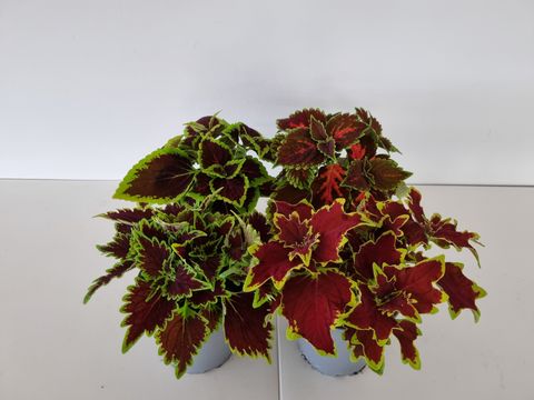Coleus MIX