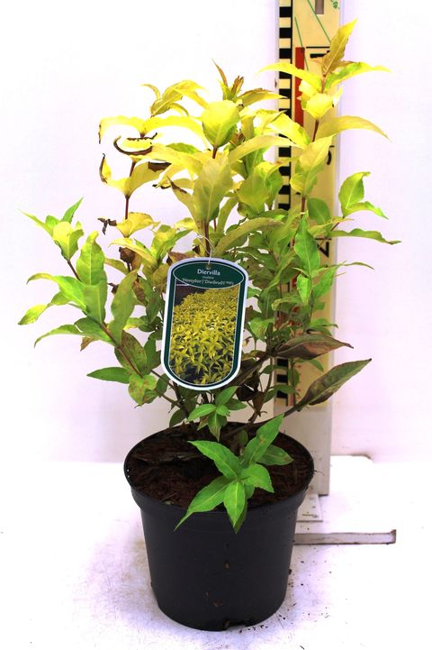 Diervilla rivularis HONEYBEE