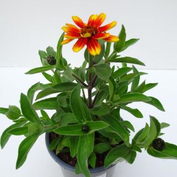 Zinnia marylandica 'Zahara Sunburst'