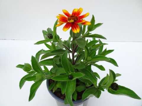 Zinnia marylandica 'Zahara Sunburst'