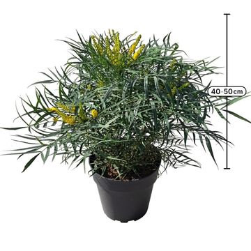 Mahonia eurybracteata 'Soft Caress'