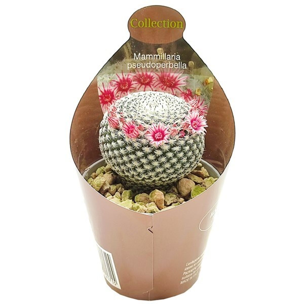Mammillaria pseudoperbella  Plant Wholesale FlorAccess