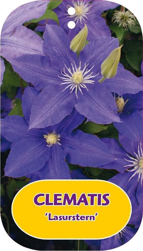 Clematis 'Lasurstern' (EL)