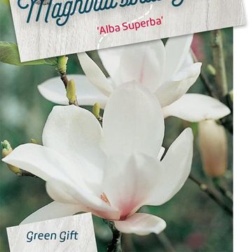 Magnolia x soulangeana 'Alba Superba'