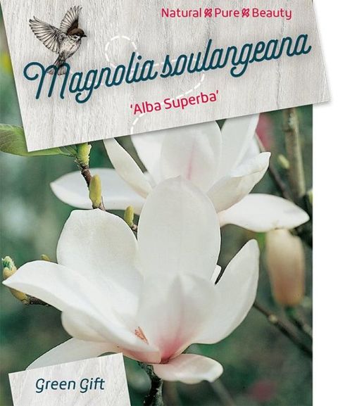 Magnolia x soulangeana 'Alba Superba'