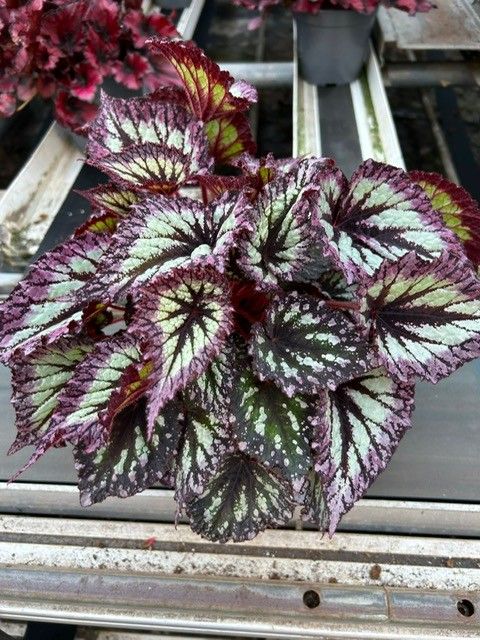 Begonia 'Fireworks'