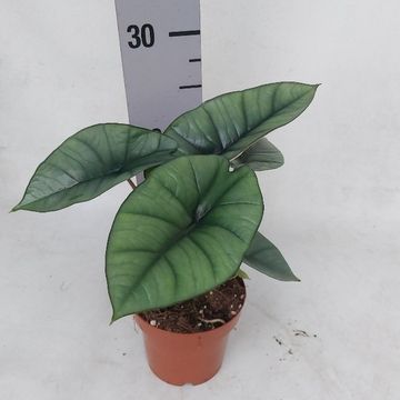 Alocasia 'Platinum'