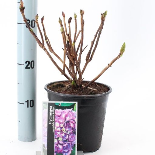 Hydrangea macrophylla 'Renate Steiniger' (About Plants Zundert BV)