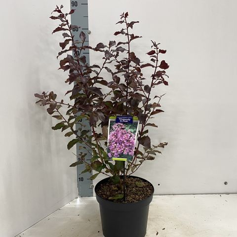 Lagerstroemia indica RHAPSODY IN PINK