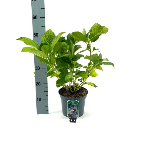 Hydrangea macrophylla 'Ayesha'