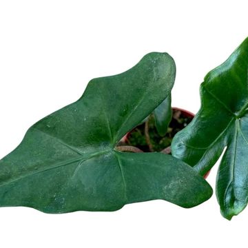 Alocasia nycteris 'Bat Wing'