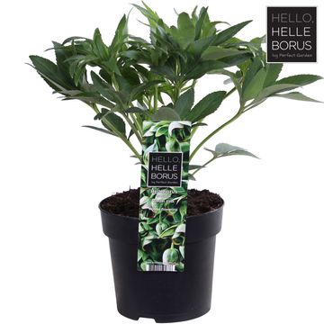 Helleborus foetidus 'Wester Flisk'