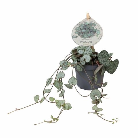 Ceropegia woodii