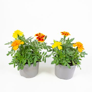 Tagetes patula MIX IN POT