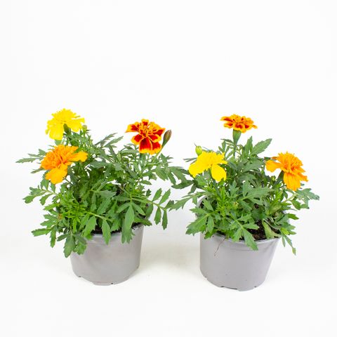 Tagetes patula MIX IN POT