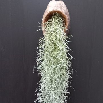 Tillandsia usneoides