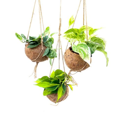 Epipremnum MIX (Kokodama)