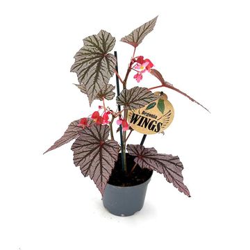 Begonia maculata 'Ashura'