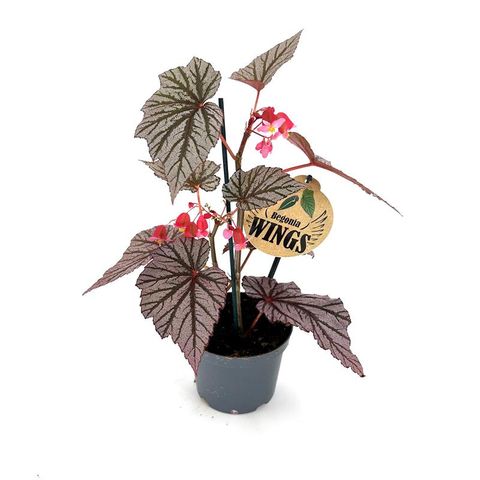 Begonia maculata 'Ashura'