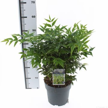 Nandina domestica LEMON LIME