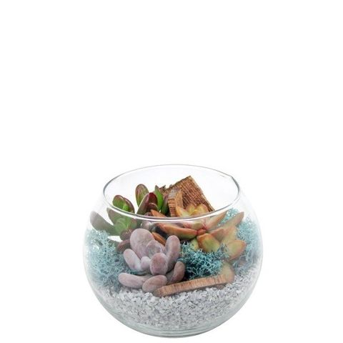 Arrangement Succulents