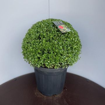 Ilex crenata DARK GREEN