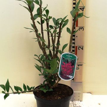 Euonymus alatus