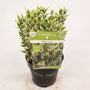 Euonymus japonicus 'White Spire'