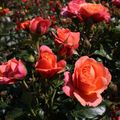 Rosa CORAL LIONS-ROSE