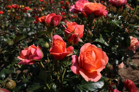 Rosa CORAL LIONS-ROSE