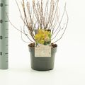 Physocarpus opulifolius 'Dart's Gold'