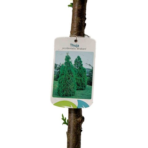 Thuja occidentalis 'Brabant'