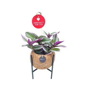 Tradescantia albiflora 'Nanouk'