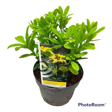 Daphne gemmata 'Royal Crown'