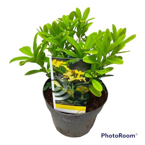 Daphne gemmata 'Royal Crown'