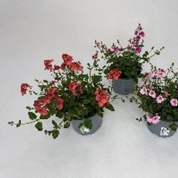 Diascia MIX