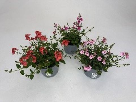 Diascia MIX