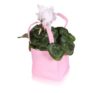 Cyclamen persicum SUPER SERIE S ALLURE MIX