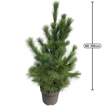 Pinus peuce