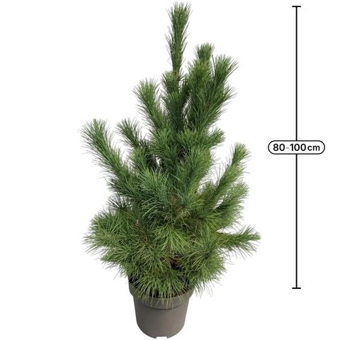 Pinus peuce